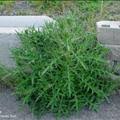 In addition, they compete with desired turfgrasses for space, water, nutrients, and light. Identify Which Weeds Grow Where You Live Preen