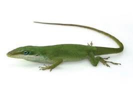 Green And Bahama Anoles Care Sheet Petco