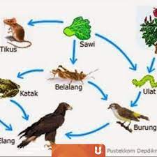 Gambar ilustrasi rantai makanan untuk alur detritus bisa dilihat pada contoh gambar di atas. Perbedaan Rantai Makanan Dan Jaring Jaring Makanan Berikut Contohnya Kumparan Com