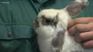 Choose from the top vendors in the austin, tx area and book today. Austin S Traveling Petting Zoo Brings Adorable Animals To You Kvue Com