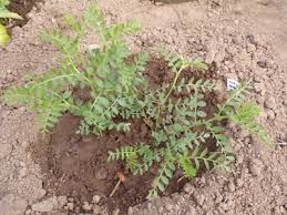 Image result for Cicer arietinum