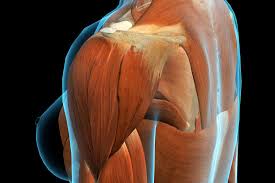 The muscles in the shoulder aid in a wide range of movement and help protect and maintain the main shoulder joint. Deltoid Pain Causes Exercises And Relief