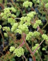 Image result for Tricliceras longepedunculatum