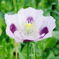 Tightly packed petticoats of petals burst from buds that seem too small to hold such luxuriant flowers. Rosa Mohn Flemish Antique Gefullte Bluten Raritat 200 Samen Papaver Paeoniflor Ebay