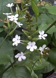 Image result for Plumbago zeylanica