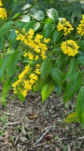 Image result for Pterocarpus