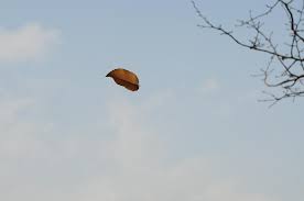 Image result for ë§ì§ë§ ìì