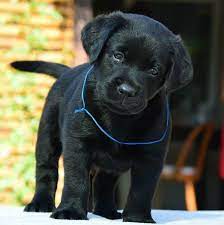 Pin On Aussie Puppies