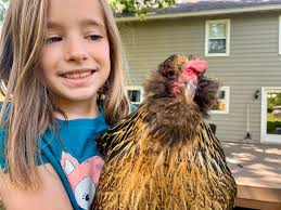 Hey Guys, We found one of our girls dead in the yard this morning, next to  her dust bathing spot with skin ripped off her neck. We only have sky  predators here,