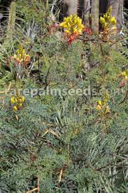 Image result for Erythrostemon