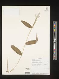 Image result for Panicum carneovaginatum