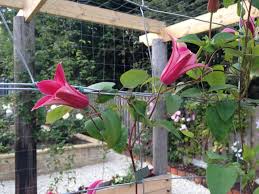 Maybe you would like to learn more about one of these? Clematis Princess Diana Taylors Clematis