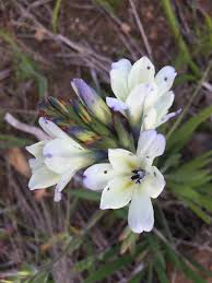 Image result for Babiana