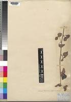 Image result for Hibiscus mastersianus