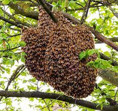 Free bee hive removal melbourne. Bees Removal Melbourne Emergency Pest Control 0448 955 555