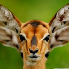946 minimalism wallpapers (4k) 3840x2160 resolution. Animal Wallpapers Hd Zendha