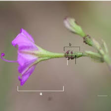 Image result for Commicarpus grandiflorus