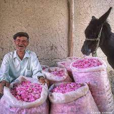prof dr guner sonmez on twitter in 2021 persian culture iran pictures persian people