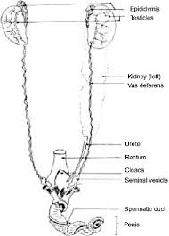 Image result for how to insert male organ into female organ
