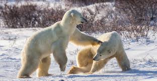 Gambar flora dan fauna bioma tundra. Tundra Flora Fauna Clima Suelo Y Caracteristicas