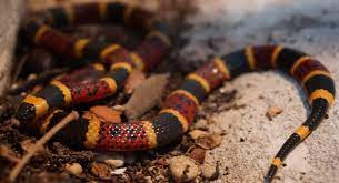 Texas Coral Snake Micrurus Tener 5613x3037 Oc Http Ift Tt 2iyahnn Coral Snake Snake Mens Bracelet