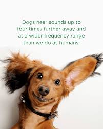 At Bark Busters, we're not here for quick fixes or band-aid solutions. Our  dog training is about creating lasting changes in your dog's  behavior—transformations that stand the test of time. We focus