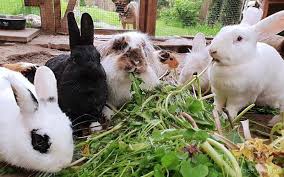 Kaninchen sind als haustiere sehr beliebt. Https Xn Natrlich Glcklich 42bi Com Ein Kaninchen Als Haustier Fur Kinder
