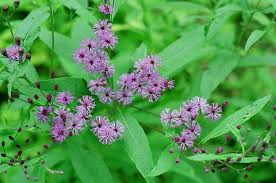 Mt. Cuba Center | New York Ironweed, Vernonia novaboracensis, Deciduous,  Perennial