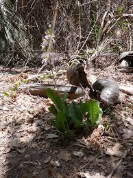 Image result for Eulophia guineensis