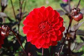 Dahlia Fire Mountain Bright Red Flowers And Dark Purple To Black Foliage Red Flowers Foliage Plants