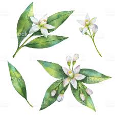 Black And White Orange Blossom Clip Art Watercolor Hand Painted Set Of Branches And Flowers Fruit Orange Watercolor Fruit Watercolor White Background