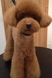 Types of dog fur coats vary between breed, and a puppy's coat can change as the dog matures. Pin En Asian Dog Hairstyles