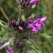 Image result for Clinopodium simense