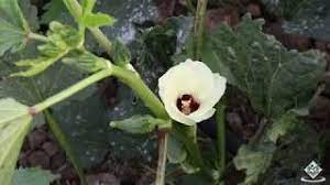 Okra (abelmoschus esculentusis) is grown for its long edible seed pods, which are delicious fried or in soups. Cultivation Life Cycle Of Okra Youtube