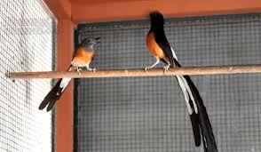 Juegos online multijugador de guerra para pc : Cara Berternak Burung Murai Batu Medan Dan Tips Agar Cepat Bertelur