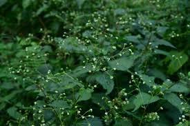 Image result for Adenostemma mauritianum