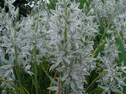 Image result for Ornithogalum