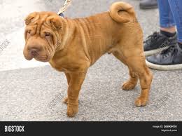 More images for brown short hair dog » Sharpei Short Haired Image Photo Free Trial Bigstock