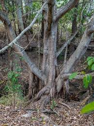 Image result for Ficus virens