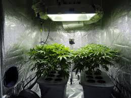 Normal led lights only emit a limited spectrum of light, which is not sufficient for normal plant growth. Growroom Wikipedia