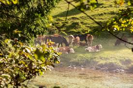 Le meilleur guide de voyage pour partir en slovénie. Voyage En Slovenie Le Reve Vert Itinera Magica Com