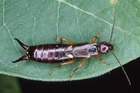Explosion Du Nombre De Perce Oreilles Dans Les Maisons La Presse