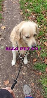 Annonce Departement 94 A Retrouve Ses Proprietaires Chien Animaux