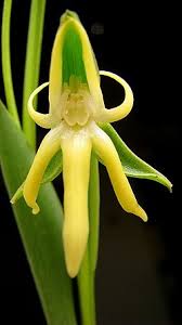 Image result for Habenaria tentaculigera