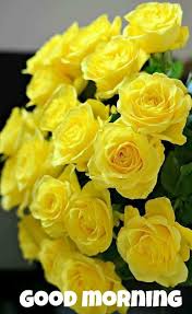 Good Morning Amno Jan Beautiful Rose Flowers Amazing Flowers Pretty Flowers