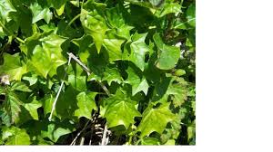 Image result for Delairea odorata