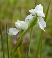 Image result for Disperis