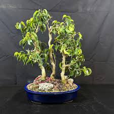 Image result for Ficus benjamina