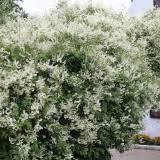 Image result for Fallopia baldschuanica