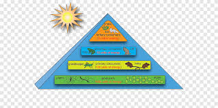 Maybe you would like to learn more about one of these? Energy Flow Ecosystem Ecological Pyramid Ecology Food Chain Pyramid 5 Step Triangle Biology Png Pngegg